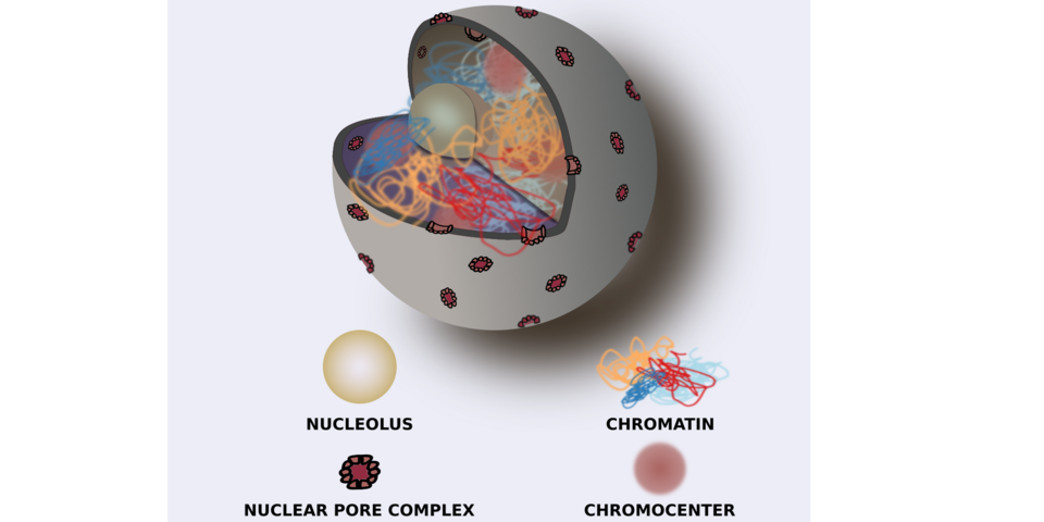 Cartoon representation of a cell nucleus Stefan Grob