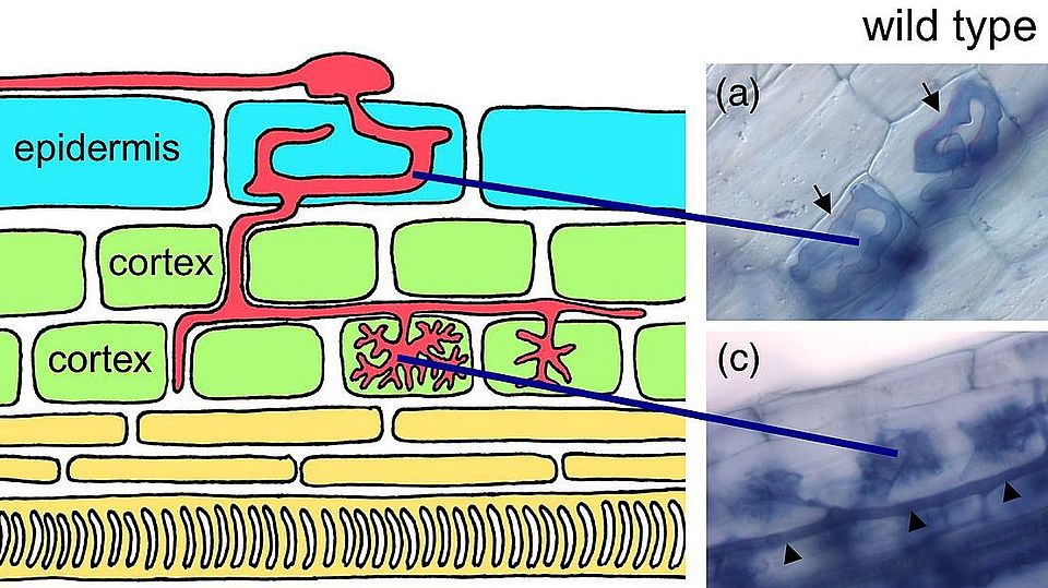 Mycorrhiza In Petunia