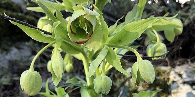 Helleborus