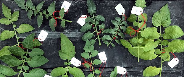 tomato leaves Simon Aeschbacher UZH