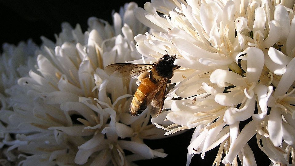 apis dorsata bee coffea robusta