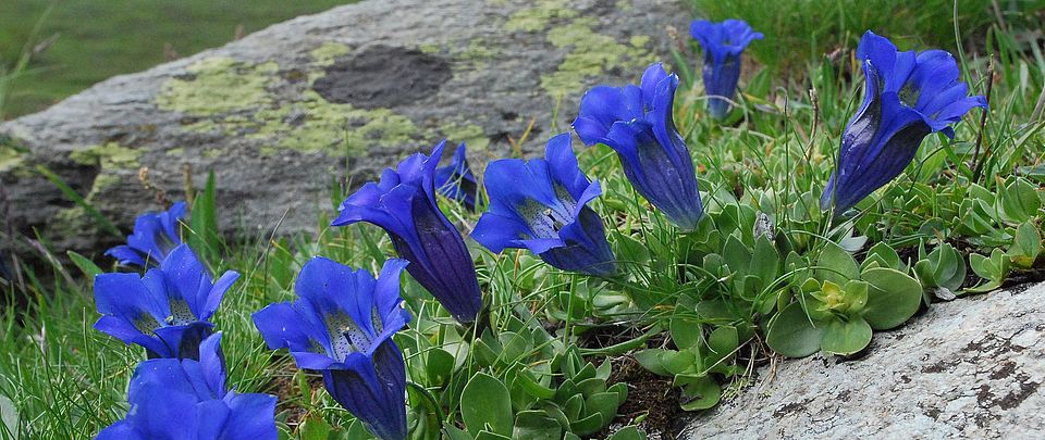 gentiana alpina grandes rousses