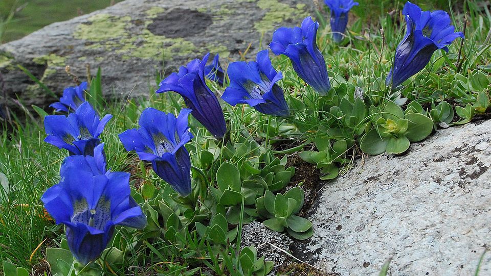 gentiana alpina grandes rousses