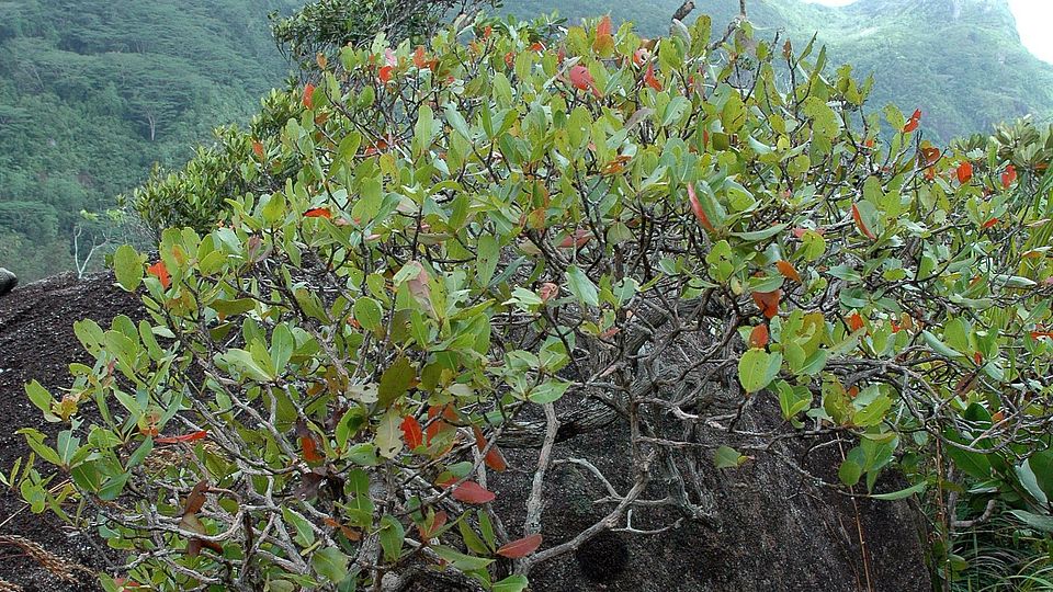 Medusagyne oppositifolia Ghazoul