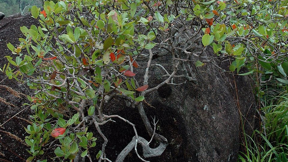 Medusagyne oppositifolia Ghazoul