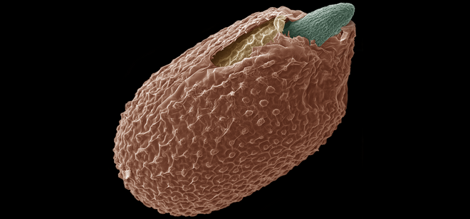 SEM germinating seed © Sylvain Loubery Univ Geneva