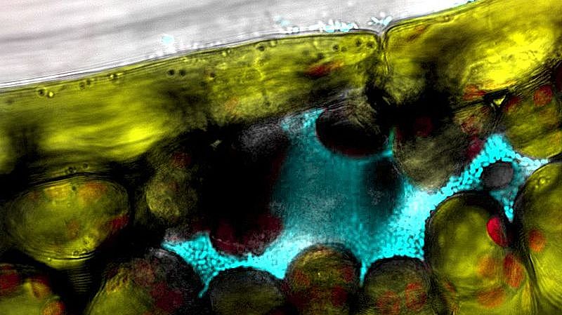 Burkholderia invades Arabidopsis leaf