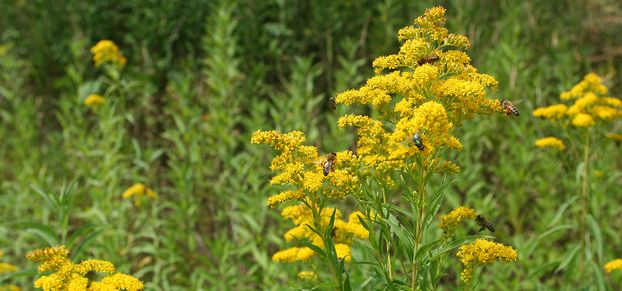 Solidago gigantea ©Martin Schläpfer Uni Geneva