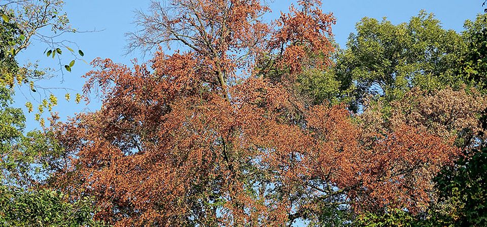 Baum im Hitzesommer ©UrsWeber