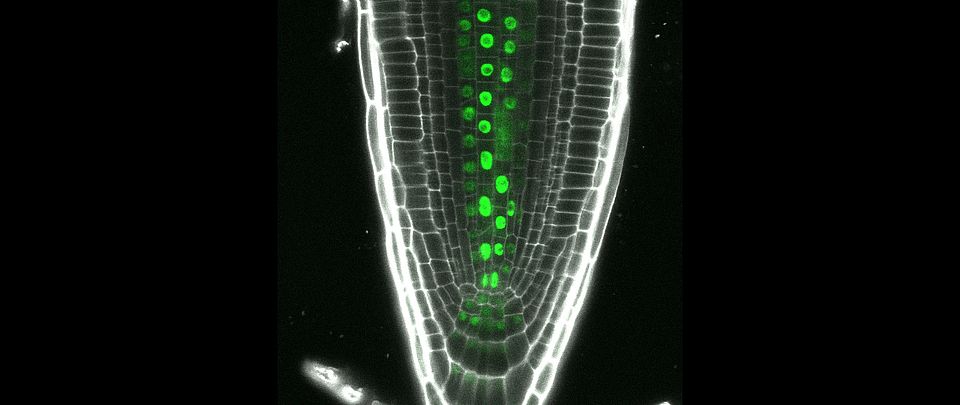 Transcription factor expressed in the root vasculature
