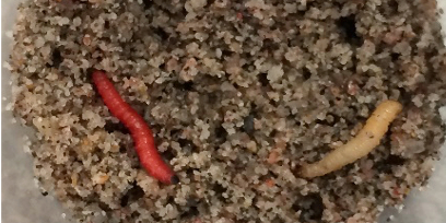 Healthy (right) and nematode-infected (left) western corn rootworm larvae. Larvae that are killed by nematodes turn red. Image: Ricardo A. R. Machado