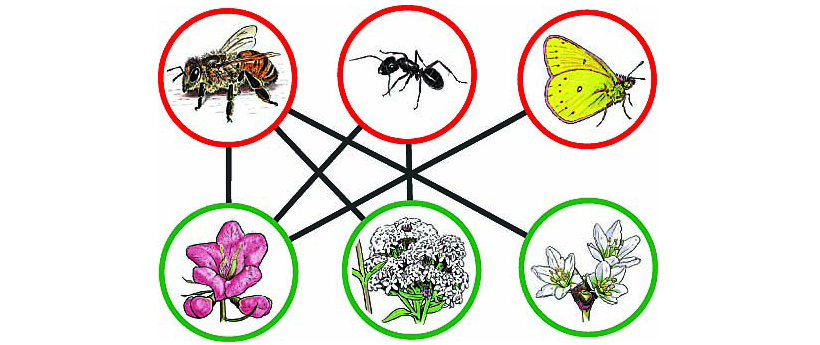 Pollinator network cartoon Bascompte