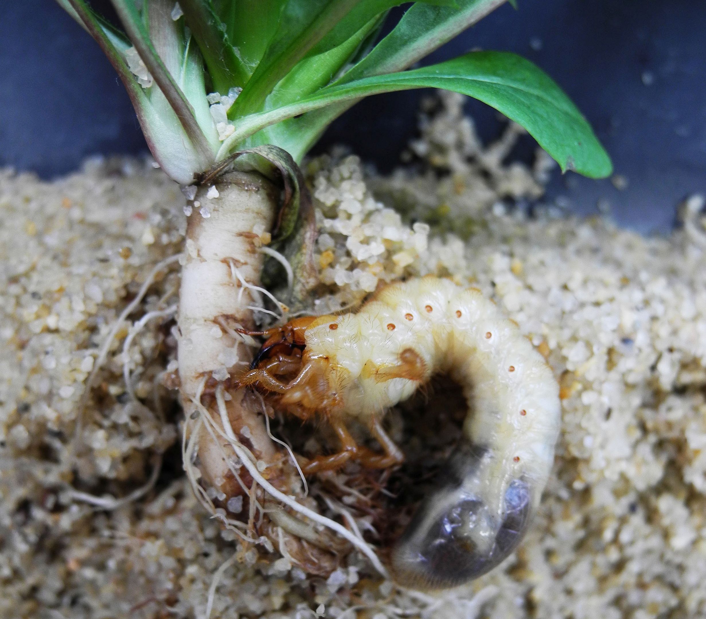 Erb Matthias | Swiss Plant Science Web