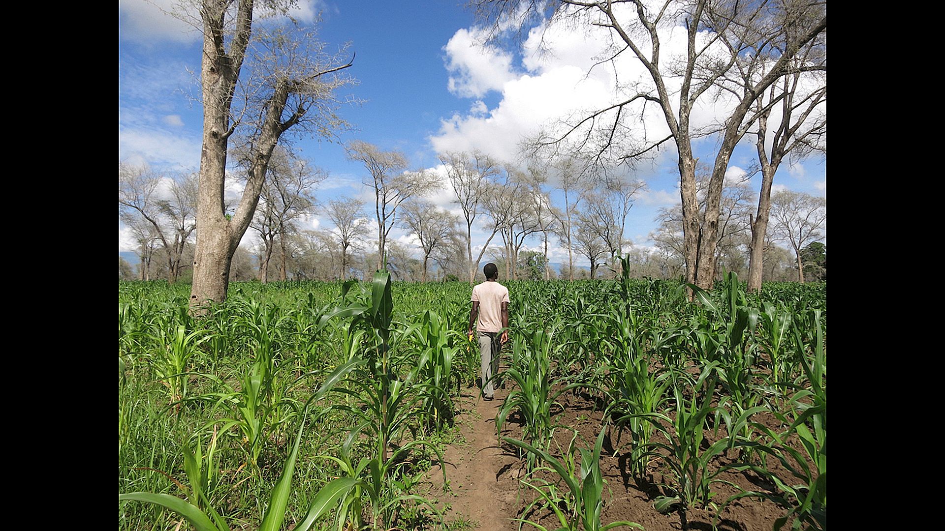 Agroforestry Malawi faidherbia maize Janine Dierks