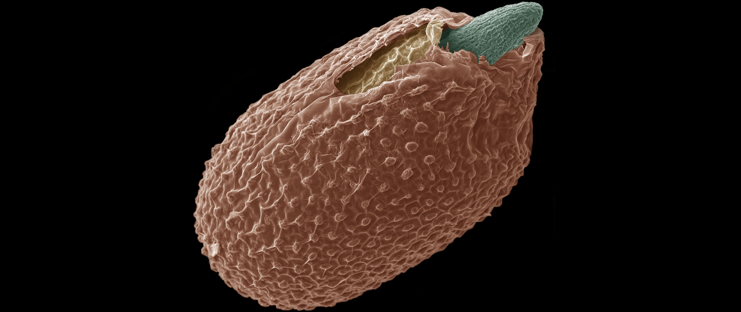 SEM Germinating seed ©Sylvain Loubery Uni Geneva