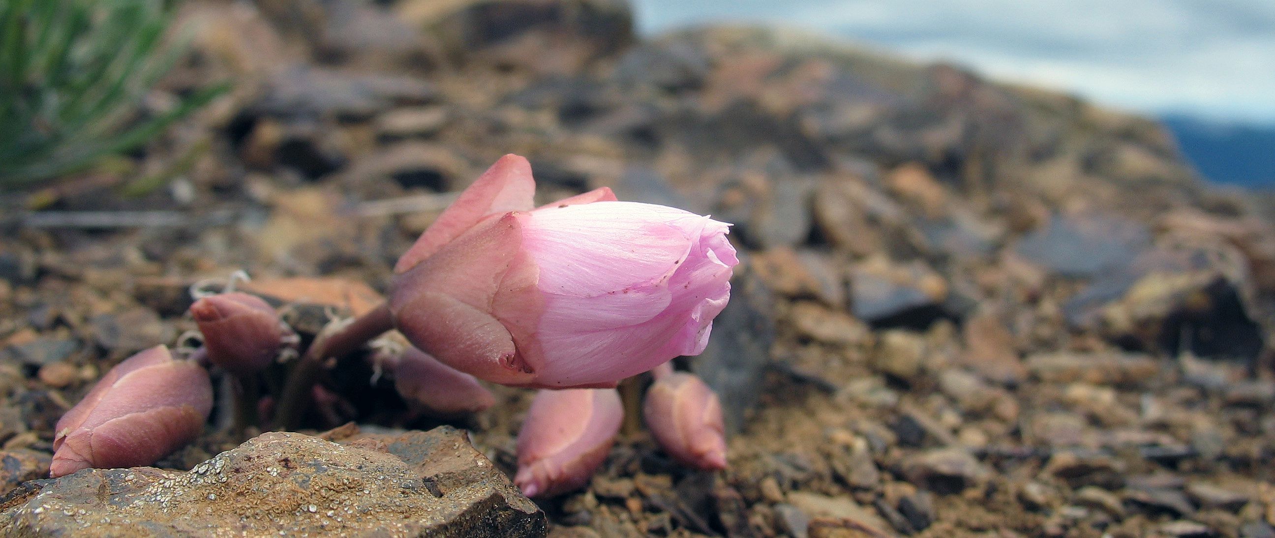 Lewisia rediviva in the Cascade Range, WA, USA
